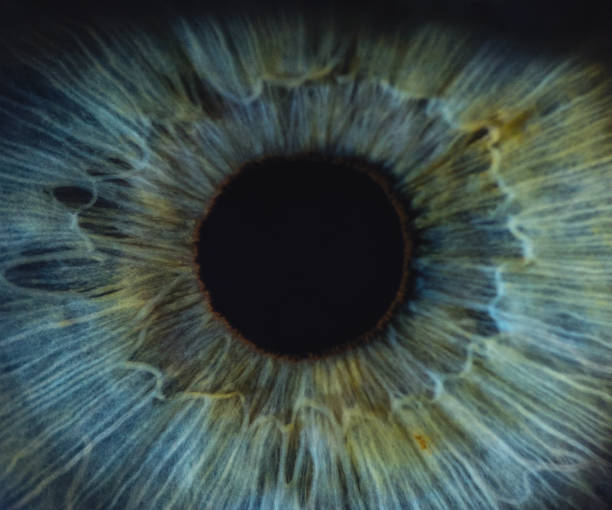 detailed macro of blue woman human eye - close up of iris imagens e fotografias de stock