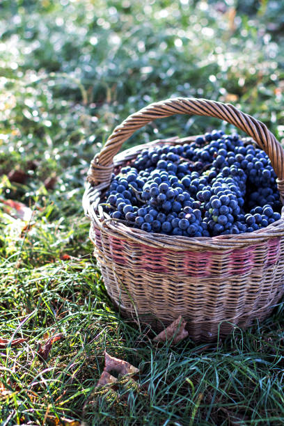 istock Dark grapes in a basket. Grape harvesting. 1010040574