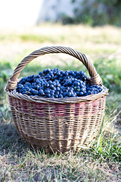 istock Dark grapes in a basket. Grape harvesting. 1010042614