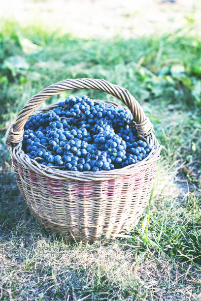 istock Dark grapes in a basket. Grape harvesting. 1010044676