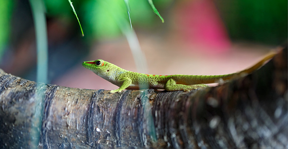 Multi-colored green lizard crawling on a tree