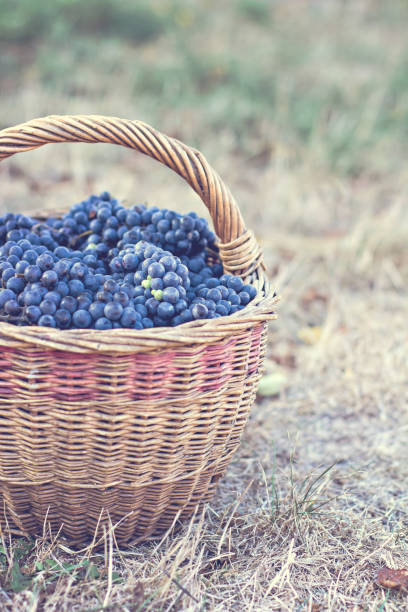 istock Dark grapes in a basket. Grape harvesting. 1010050726