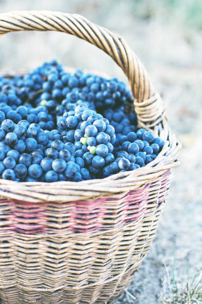 istock Dark grapes in a basket. Grape harvesting. 1010050904