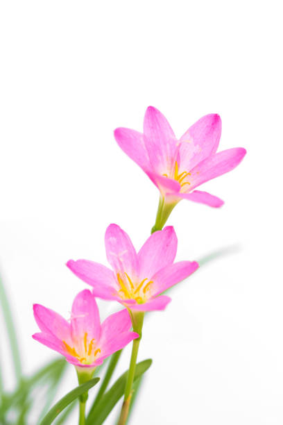 istock purple rain lily flower on white background. 1010051012