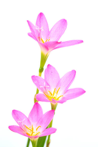istock purple rain lily flower on white background. 1010051044