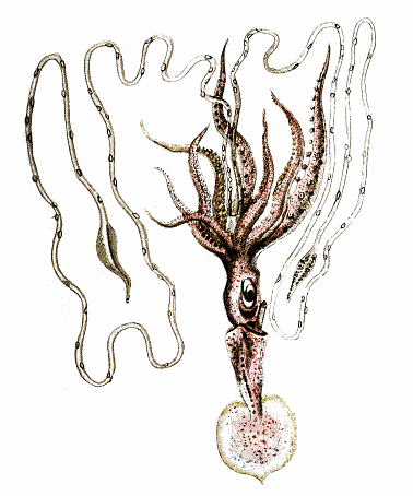 Illustration of a Chiroteuthis veranii, commonly known as the long-armed squid