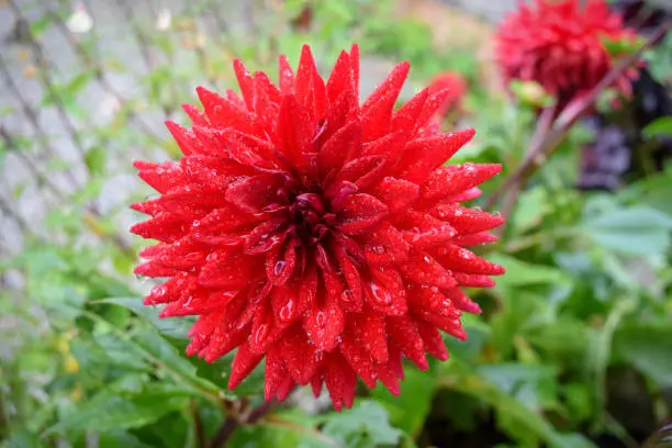 Red dahlia flower in garden with water droplets