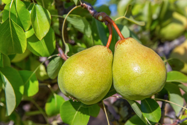 나무에 매달려 두 녹색 배 - two pears 뉴스 사진 이미지