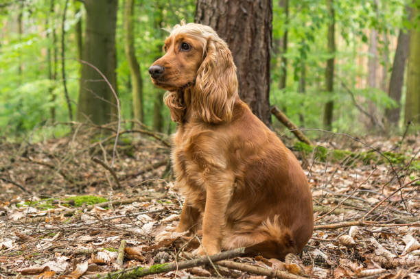 istock English Cocker Spaniel dog in the forest 1010055594