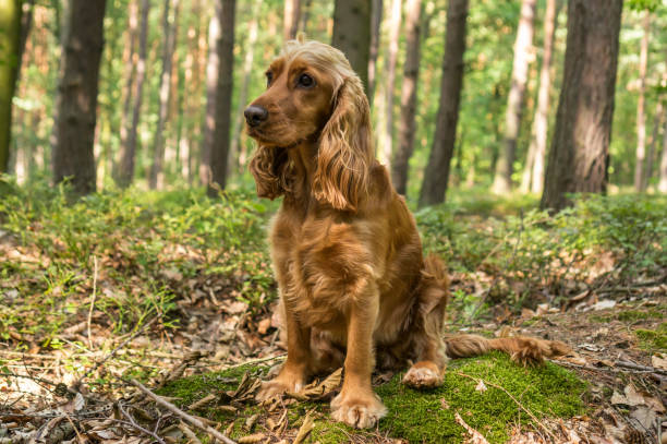 istock English Cocker Spaniel dog in the forest 1010058102