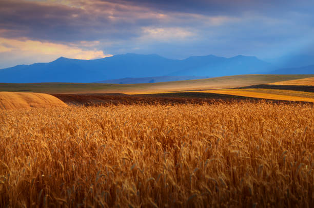 The beauty of cultivated golden wheat field. stock photo