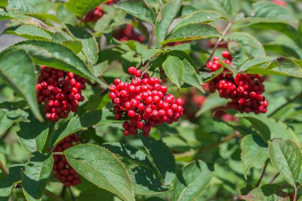 istock Red and ripe rowan berries on a rowan, Germany 1010059244