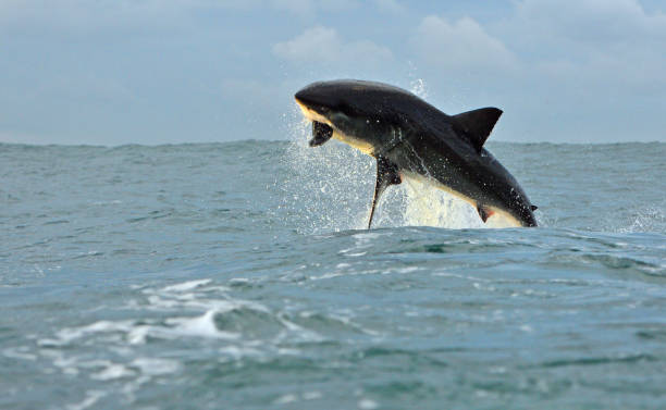 istock Great White shark breaching - Seal Island, South Africa. 1010063408