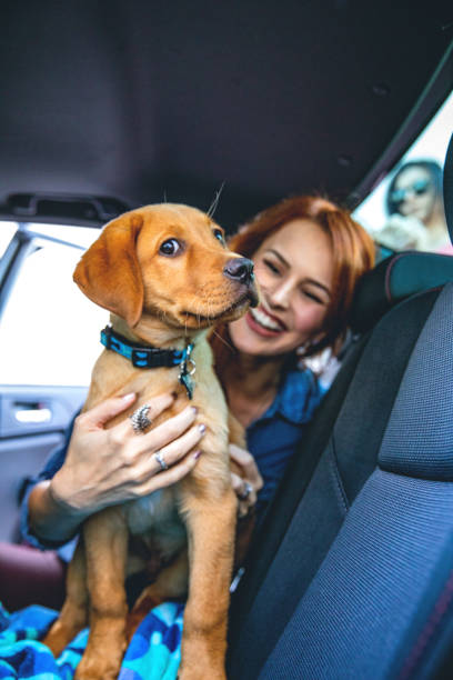 istock Woman playing with his Labrador dog in the car 1010068310