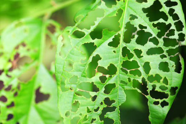 istock texture of green leaf hole background eaten by pest. 1010069542