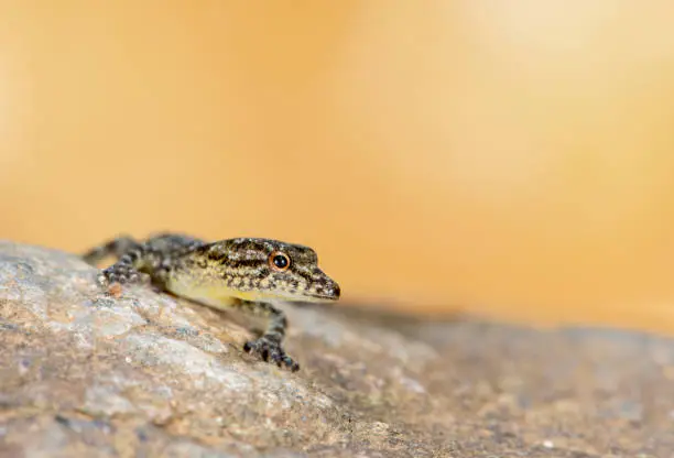 Photo of Pnemaspis Species aka Day Gecko