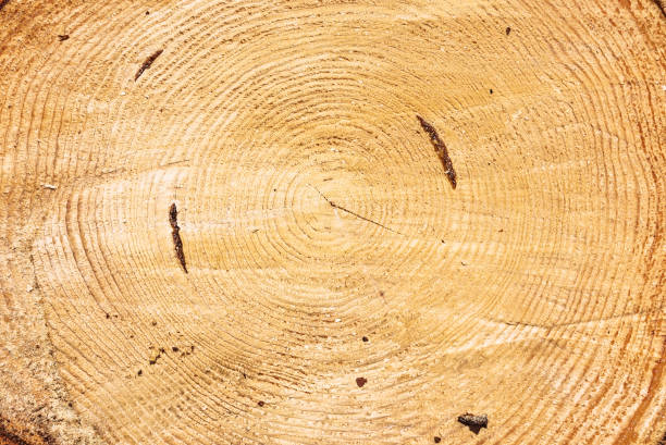 istock Cross Section of a Pine Log 1010074244