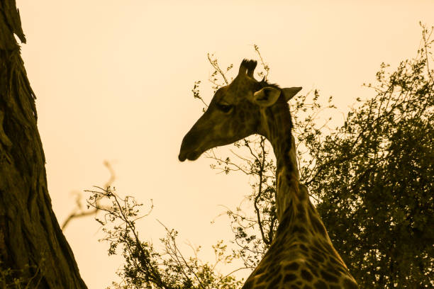 Dungeness, Botswana, South Africa, Masai Mara National Reserve, Africa