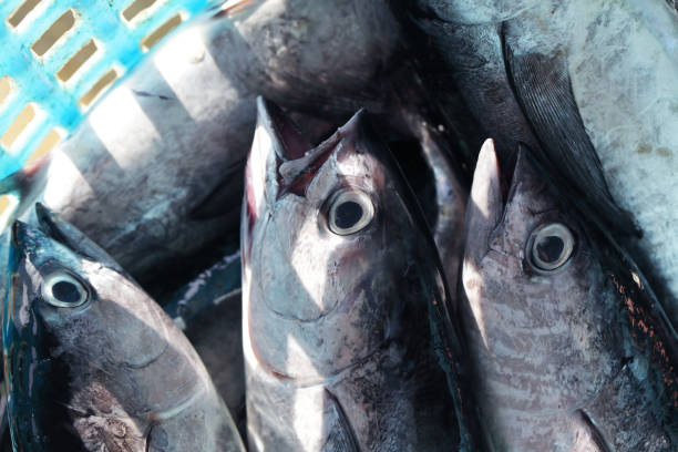 istock fresh fish in grocery market background 1010074478