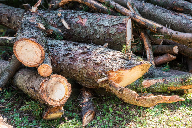 istock Pile of Freshly Cut Pine Logs. Tree Cutting. 1010075006