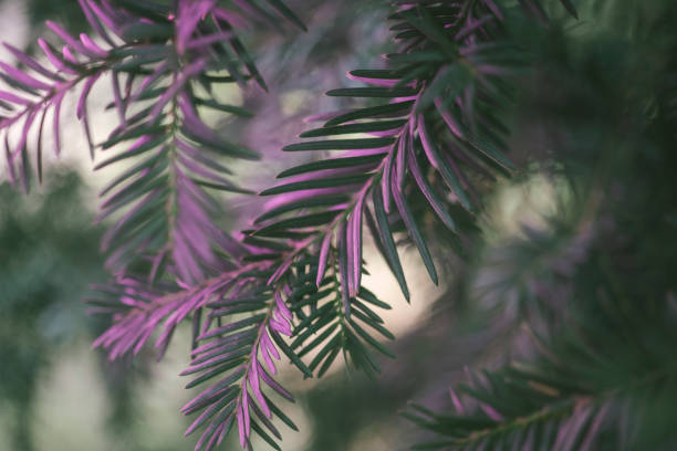 istock Beautiful fresh colorful natural christmas tree with beautiful light, fir branches 1010075362