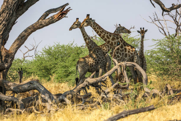 istock Group of giraffes on sunset background 1010075834