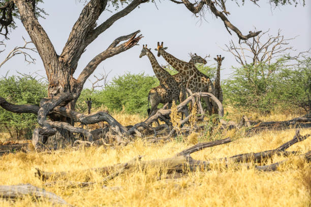 istock Group of giraffes on sunset background 1010078028