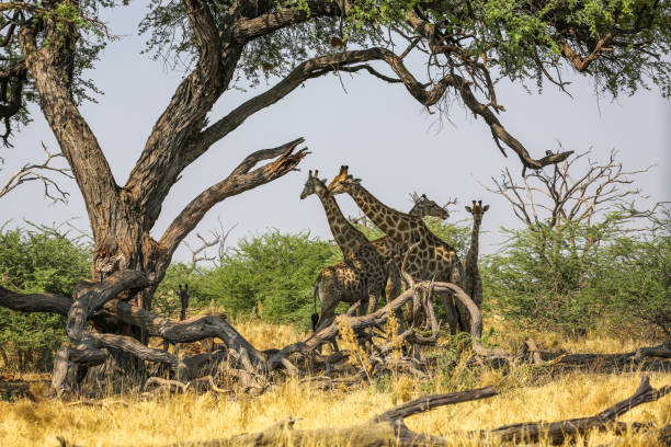 istock Group of giraffes on sunset background 1010078056