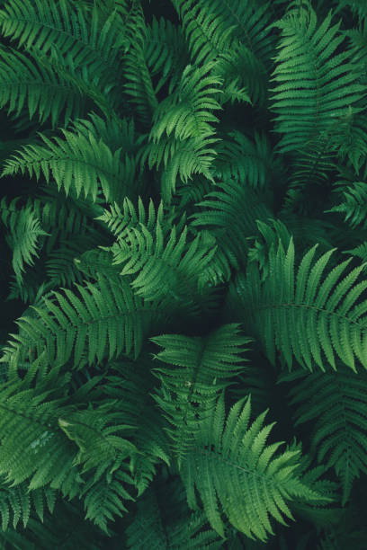 istock Green Fern Leaves 1010078094