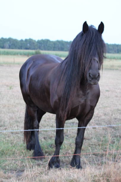 istock Horse In A Pasture 1010078192