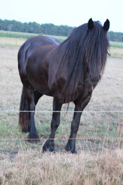 istock Horse In A Pasture 1010078224