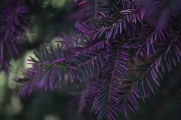istock Beautiful fresh colorful natural christmas tree with beautiful light, fir branches 1010078232