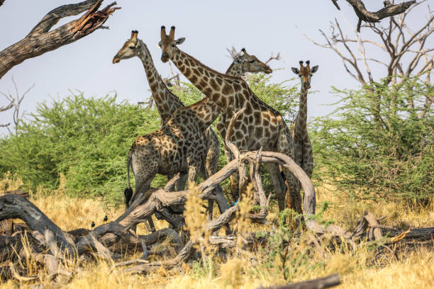 istock Group of giraffes on sunset background 1010078426