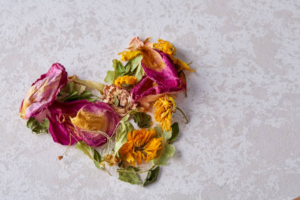 istock Heart-shaped petals isolated on white background, top view, close-up, selective focus 1010079504