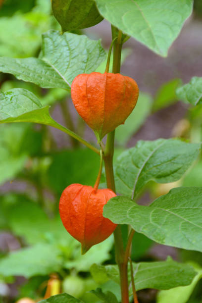 istock Physalis plant with orange husk. 1010087844