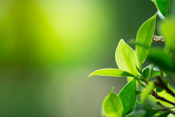 istock Closeup nature view of green leaf 1010096604