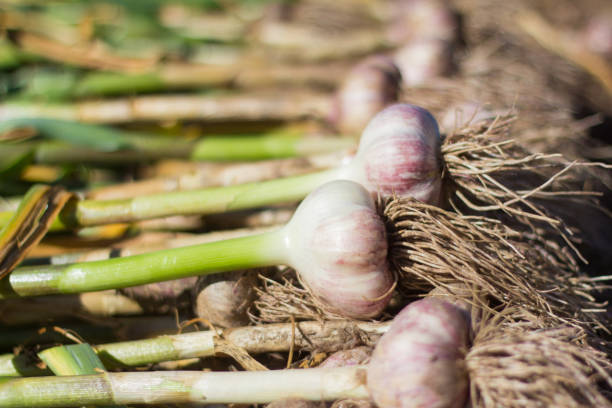 istock young garlic on the ground, freshly harvested, fresh harvest 1010099524