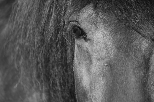 Time to feed horses