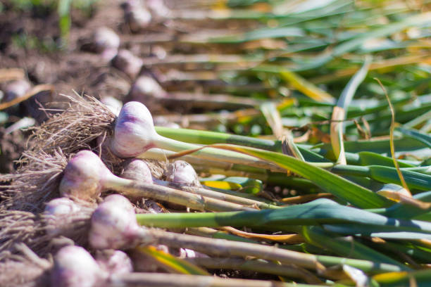 aglio giovane a terra, appena raccolto, raccolto fresco - garlic foto e immagini stock