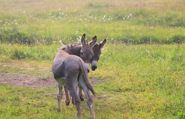 istock donkeys in the meadow in summer 1010105416