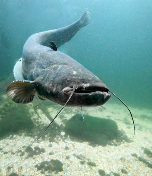 메기-silurus glanis의 수 중 사진입니다. ebro 강에서 거 대 한 물고기입니다. - deep creek area 뉴스 사진 이미지