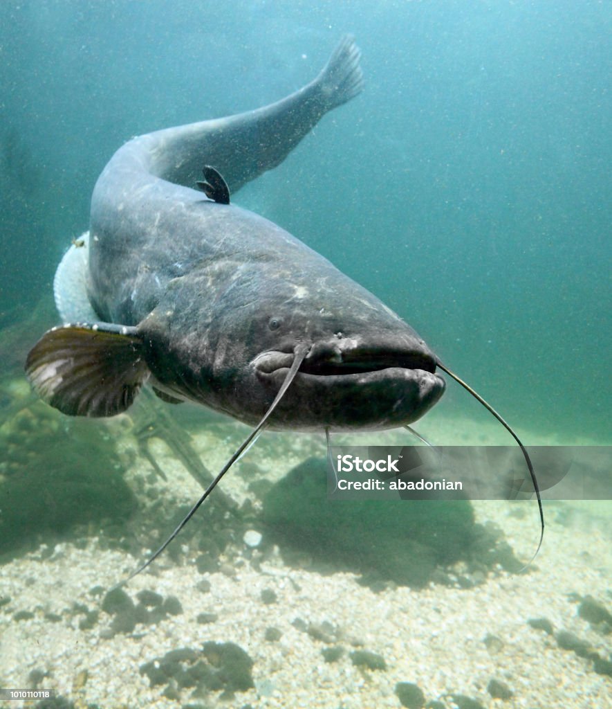 Underwater photo of The Catfish - Silurus Glanis. Giant fish from Ebro river. Underwater photo of The Catfish - Silurus Glanis. Biggest predatory fish in European lakes and river. Catfish Stock Photo