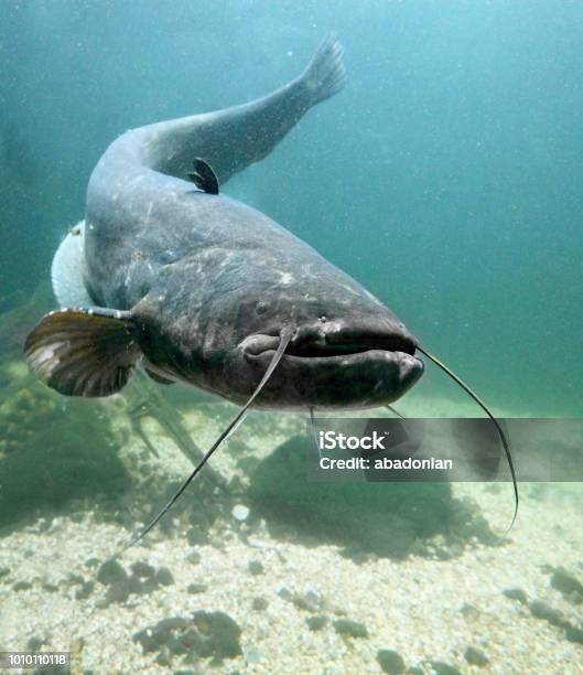 Underwater Photo Of The Catfish Silurus Glanis Giant Fish From Ebro River Stock Photo - Download Image Now