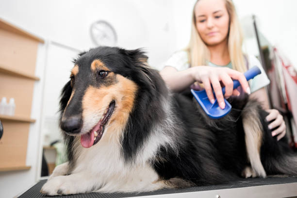 istock Professional Dog Groomer with Rough Collie dog 1010117334