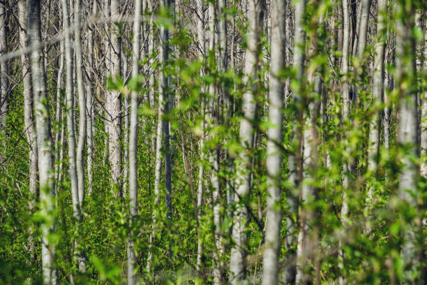 istock spring blossoms and leaves on birch trees on blur background 1010119560