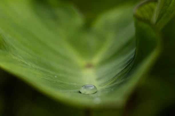 istock Water drop on green leaflet leaves selective focus. 1010119796