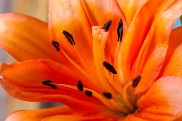istock background of a lily close-up 1010119848