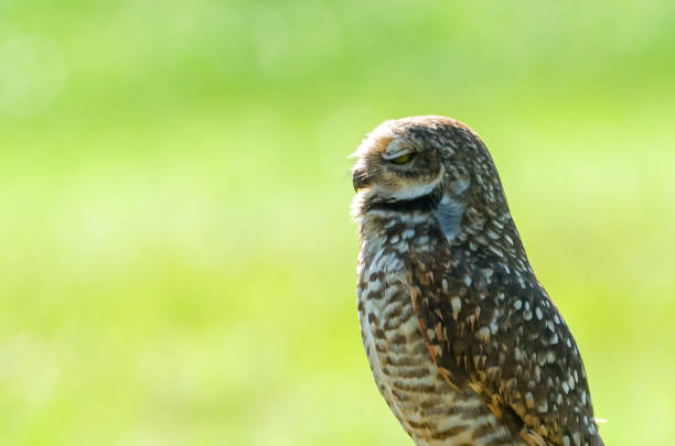 Beautiful owl (Glaucidium minutissimum) on top of a rock.