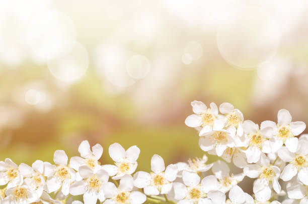 istock background of cherry branch blossoms, filter applied 1010122976