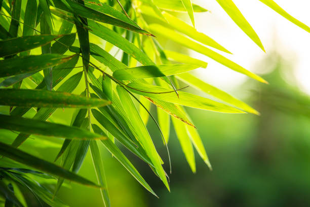 Natural background, Bamboo Leaves green at sunset